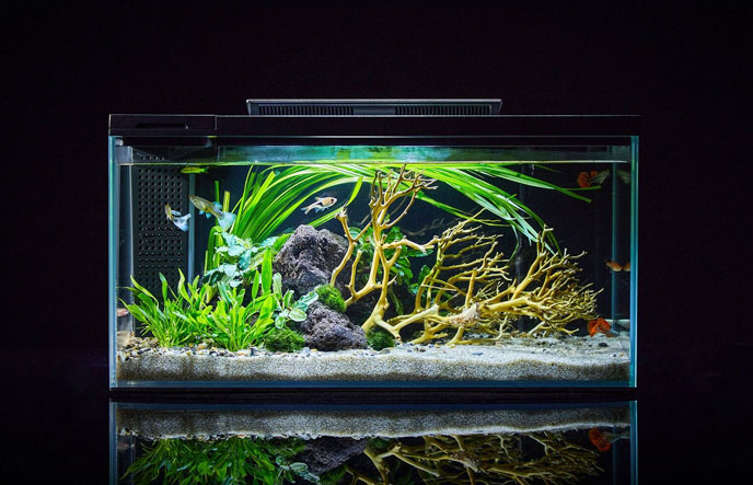 魚(yú)缸智能補(bǔ)水